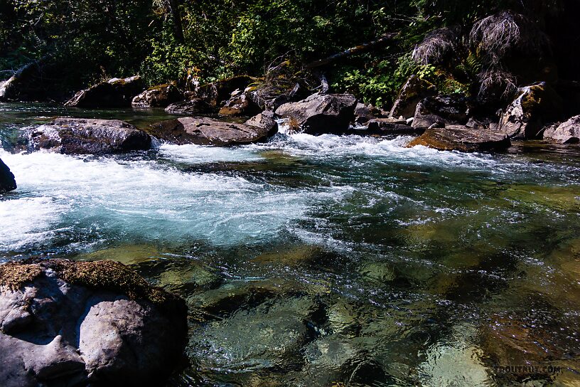  From the Foss River in Washington.