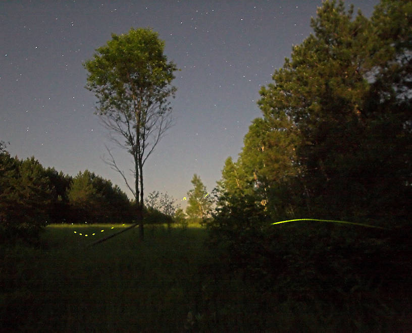 Fireflies streak in front of a moonlight meadow after midnight. From the Namekagon River in Wisconsin.