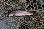  From the Yakima River in Washington.