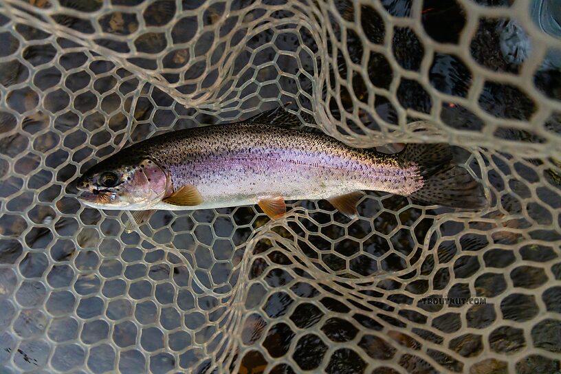  From the Yakima River in Washington.