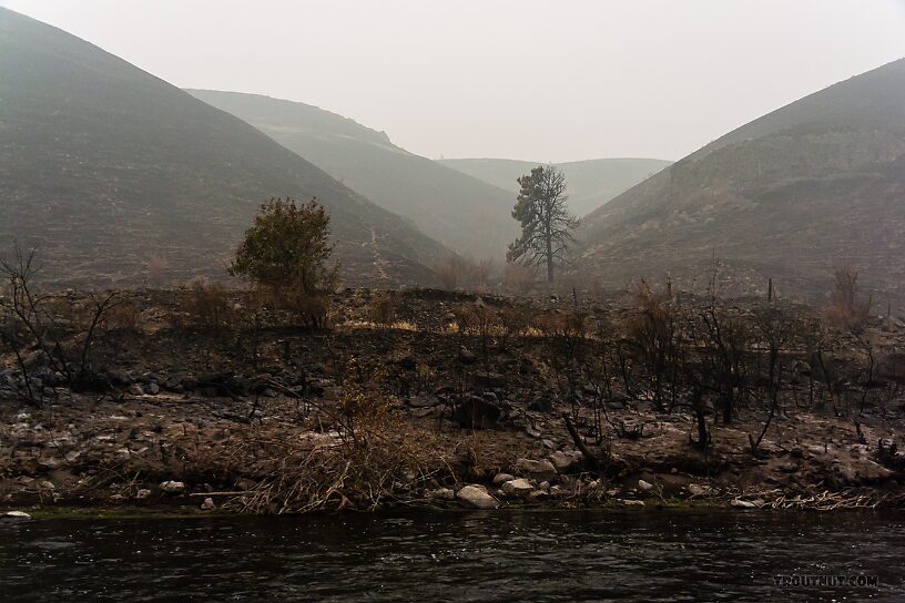  From the Yakima River in Washington.