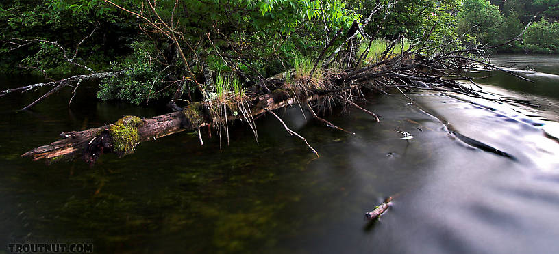  From the Namekagon River in Wisconsin.