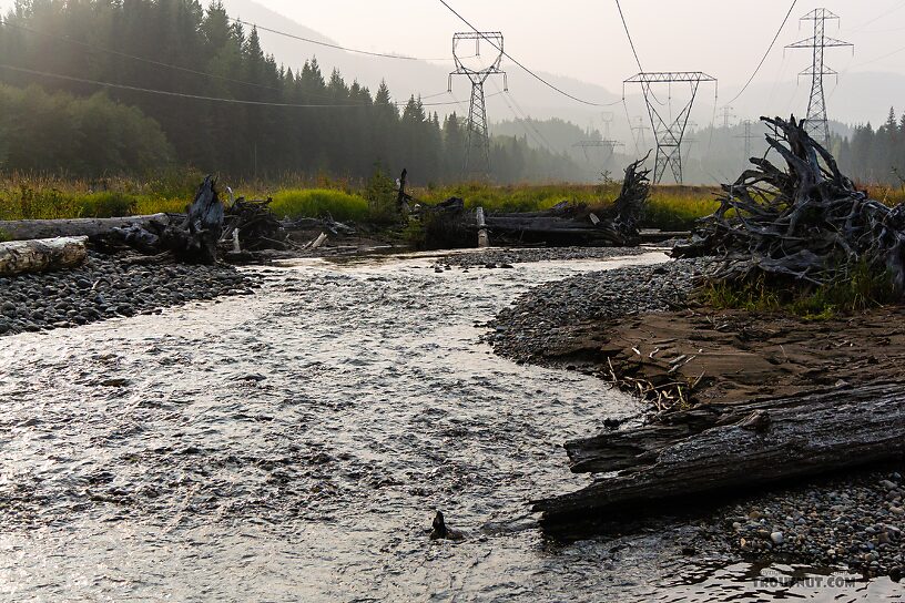  From the Yakima River in Washington.