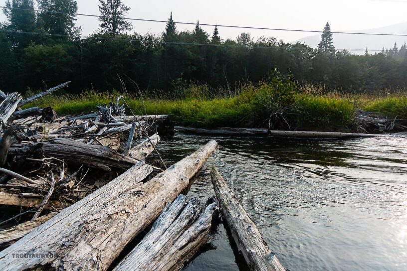  From the Yakima River in Washington.