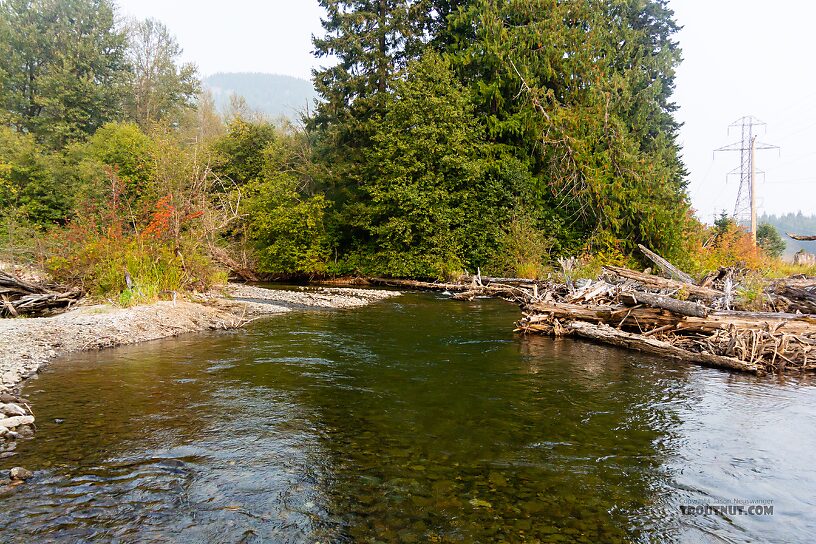  From the Yakima River in Washington.