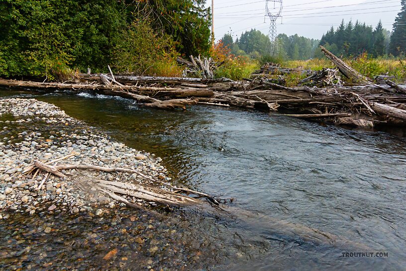  From the Yakima River in Washington.