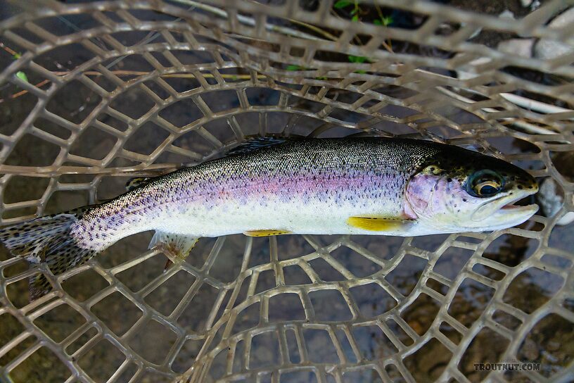  From the Yakima River in Washington.