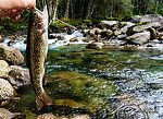 Rainbow trout From the Middle Fork Snoqualmie River in Washington.