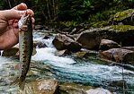 Rainbow trout still with vivid parr marks From the Middle Fork Snoqualmie River in Washington.