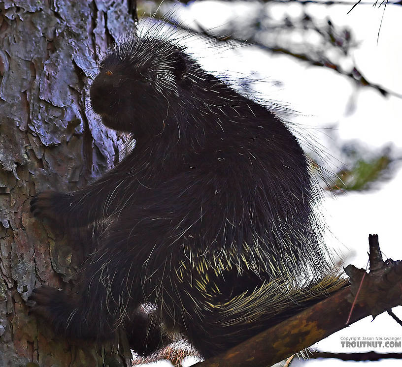 I saw this porcupine cross the road behind me while I was watching from a bridge for some large trout I'd heard about.  I ran back to the car for the camera and got quite close for a picture.  Speed is not one of the noble porcupine's many virtues. From the Namekagon River in Wisconsin.