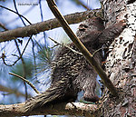 A porcupine climbs a pine tree near a trout stream. From the Namekagon River in Wisconsin.