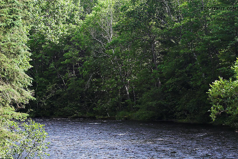  From the Namekagon River in Wisconsin.