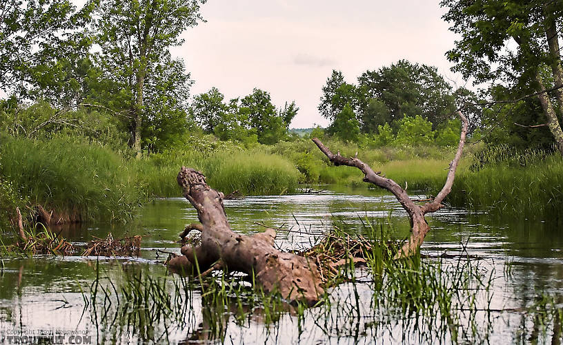 The Long Lake Branch of the White runs slow and deep through the vast Bibon Swamp after emerging from a hilly upland forest. From the Long Lake Branch of the White River in Wisconsin.