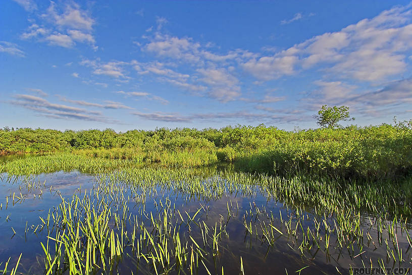 This large, cold trout stream runs through a vast swamp.  The weeds grow in deep silt that harbors a dense population of Hexagenia limbata mayflies. From the Long Lake Branch of the White River in Wisconsin.