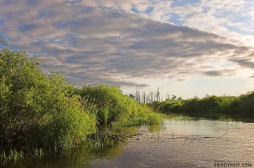  From the Long Lake Branch of the White River in Wisconsin.