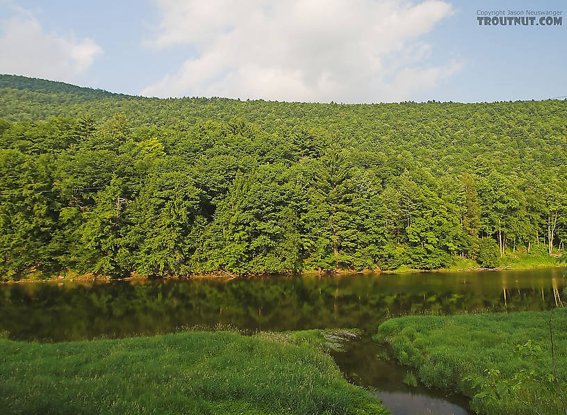 A large, slow Catskill trout river meanders in the shadow of a mountain. From the East Branch of the Delaware River in New York.