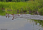 Several frightened mergansers scoot away from the canoe. From the Namekagon River in Wisconsin.