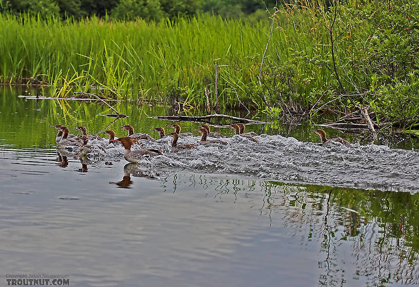 Several frightened mergansers scoot away from the canoe. From the Namekagon River in Wisconsin.