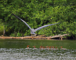 A great blue heron does a flyover on a flock of young common mergansers.  I wonder how many hundreds of young trout go into the creation of a great blue heron and fifteen mergansers... hmm, where's Dick Cheney when you need him?

Photo by Elena Vayndorf. From the Namekagon River in Wisconsin.