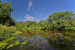 This flat on a slow, fertile spring creek held hundreds of trout. From the Rush River at Little Whiskey in Wisconsin.