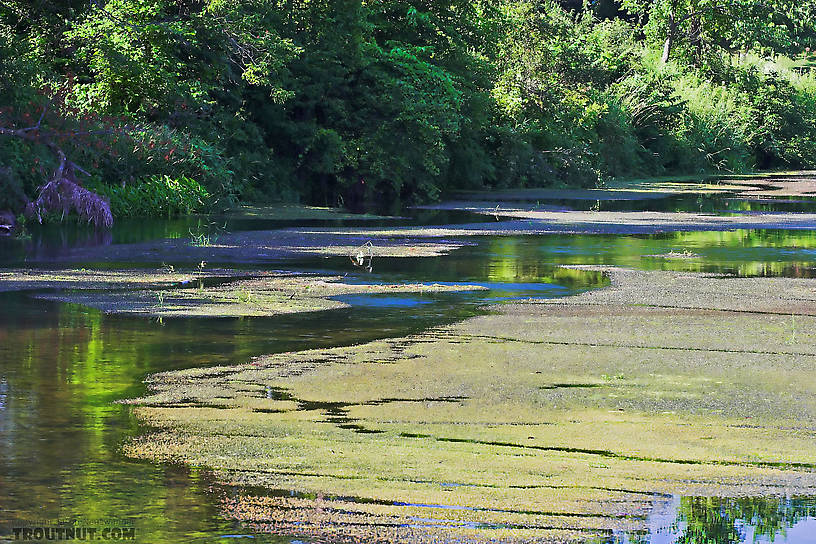  From the Rush River at Little Whiskey in Wisconsin.