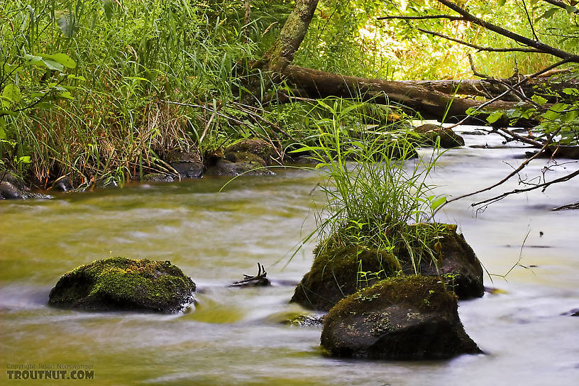  From Eighteenmile Creek in Wisconsin.