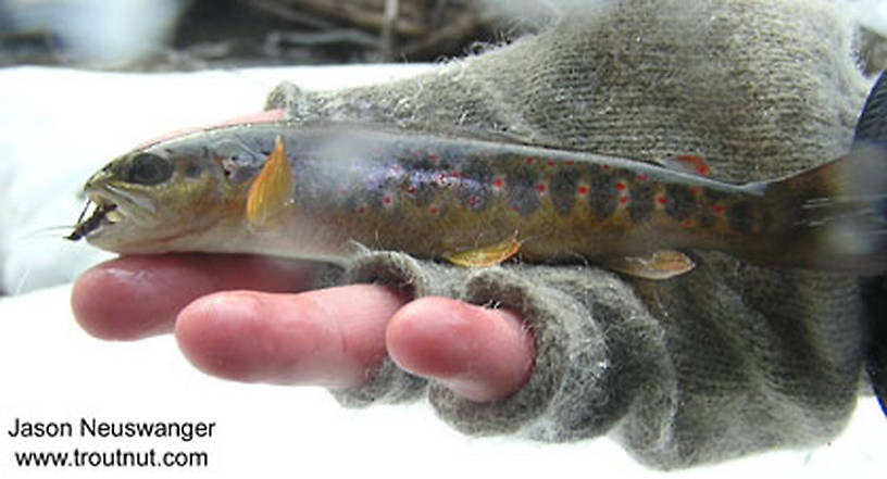 This pretty little early season brown trout saved me from getting skunked. From Eighteenmile Creek in Wisconsin.