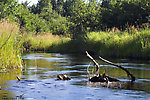  From Eighteenmile Creek in Wisconsin.