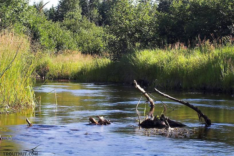  From Eighteenmile Creek in Wisconsin.