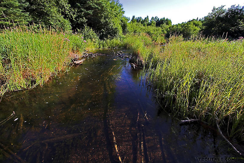  From Eighteenmile Creek in Wisconsin.