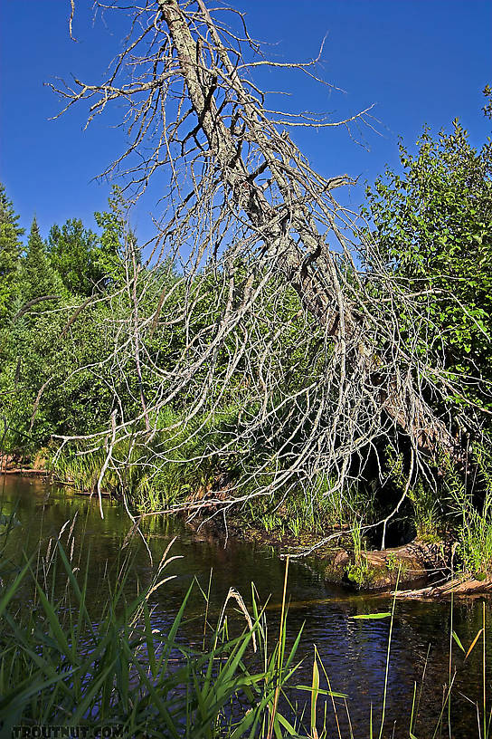  From Eighteenmile Creek in Wisconsin.