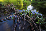 This beaver dam blocks fish movement in a small brookie stream.  Luckily the DNR seems to regularly remove the dams in this stretch, but the beavers just keep on rebuilding. From Eighteenmile Creek in Wisconsin.