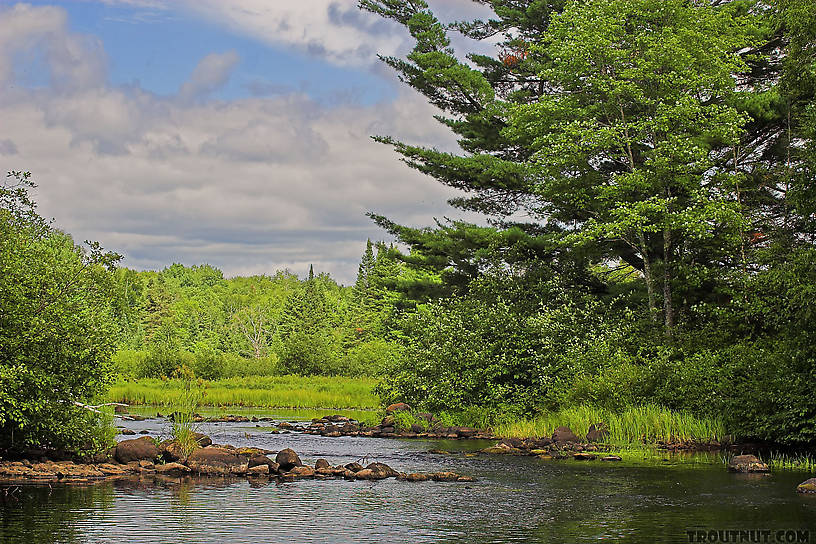  From the West Fork of the Chippewa River in Wisconsin.