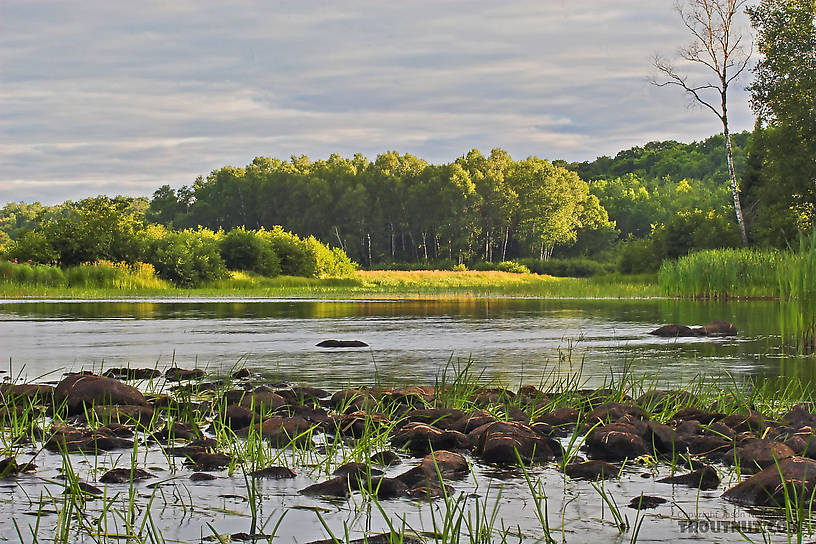 Nice smallmouths and muskies inhabit this wide warmwater river. From the West Fork of the Chippewa River in Wisconsin.