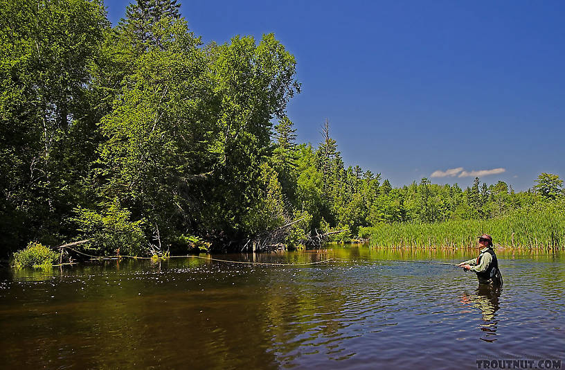  From the Bois Brule River in Wisconsin.