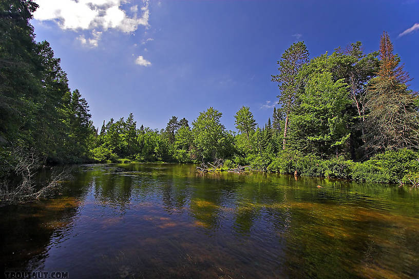  From the Bois Brule River in Wisconsin.