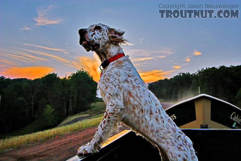 This is my friend Brad's English Setter named Penny, framed against a sunset during the short drive between landings after a float trip. From the Namekagon River in Wisconsin.