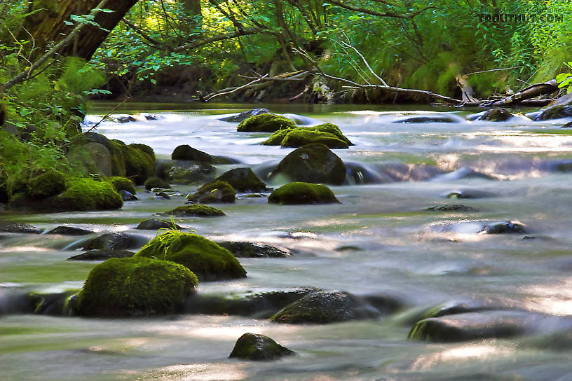 This swift little stream is one of my favorites.  It harbors an even mix of brook and brown trout and a mix of insect species very different from other streams I frequent. From the Long Lake Branch of the White River in Wisconsin.