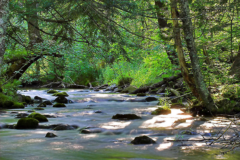  From the Long Lake Branch of the White River in Wisconsin.