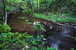 This is one of my favorite small-stream pools. From the Long Lake Branch of the White River in Wisconsin.