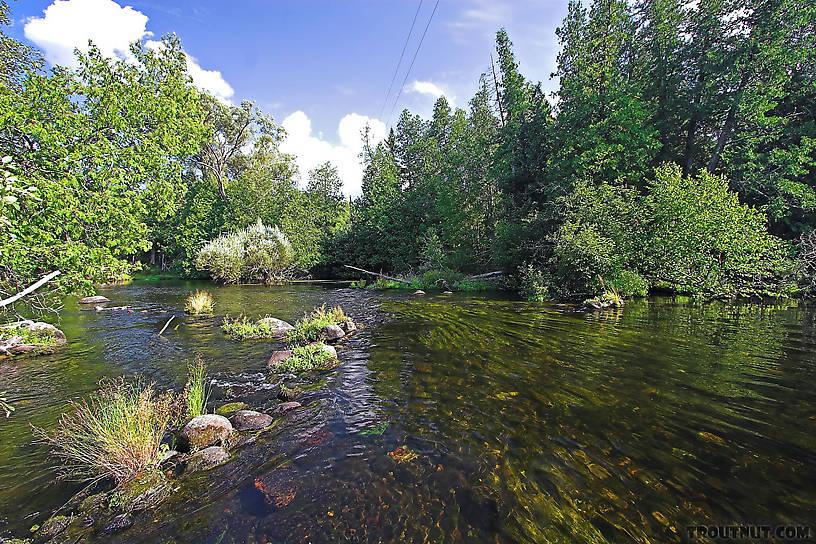 A small, old rock wing dam has created an excellent riffle and pool in this classic trout stream. From the Bois Brule River in Wisconsin.