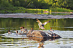 Several mergansers leave their rock in a mess. From the Bois Brule River in Wisconsin.