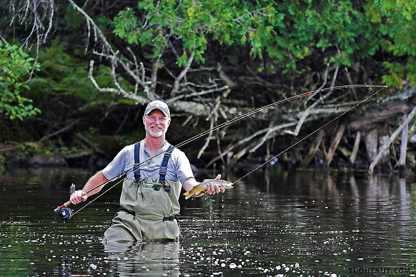 This colorful brown was my dad's first nice trout on a dry fly.  It was also the best of the day, taken with a nice cast after doing some slightly crazy wading through silt and deep water to get into position. From the Bois Brule River in Wisconsin.