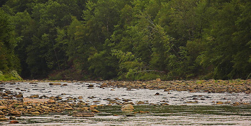 This mighty trout stream was reduced to a trickle during the terrible drought this August.  It ran crystal-clear and even though I could sight-fish to the trout they were beyond my skill to catch.  I did well to briefly hook just one nice fish. From the Beaverkill River in New York.