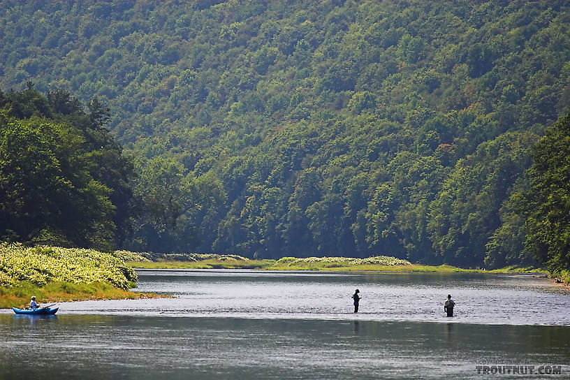 Several anglers fish the tail of a famous pool, loomed over by a Catskill mountain. From the Delaware River, Junction Pool in New York.