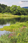 Late-summer wildflowers bloom along a large trout river. From the Delaware River, Junction Pool in New York.