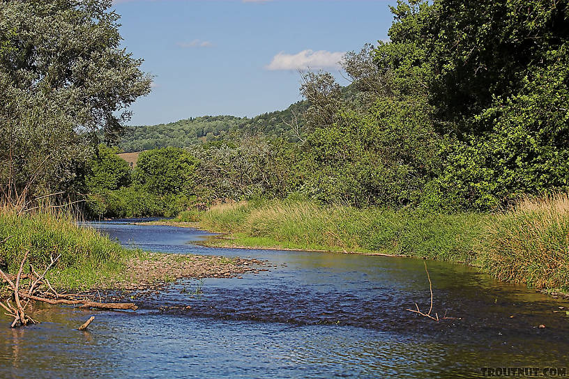  From the West Branch of the Delaware River (Upper) in New York.