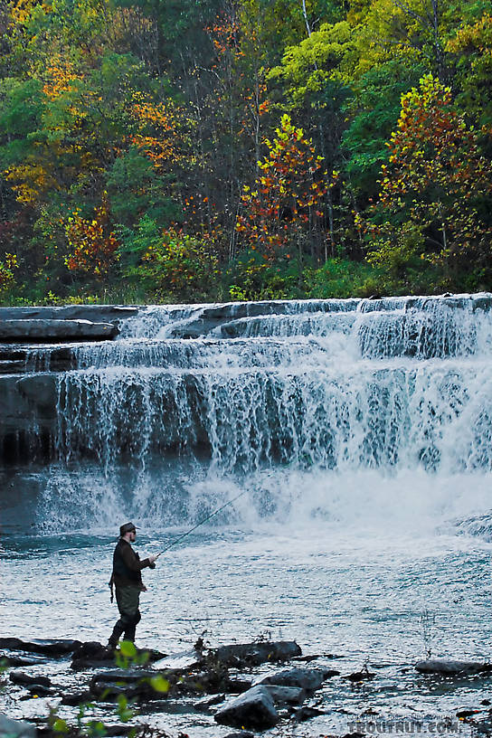 Here I was unsuccessfully trying to find some lake-run fish that would have been stopped by the impressive barrier in the background.  I didn't see any fish. From Toughannock Creek in New York.