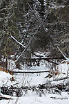 A tangled canopy of fir trees overhangs a small, completely frozen tributary of a grayling stream in central Alaska. From Chena Hot Springs Road in Alaska.