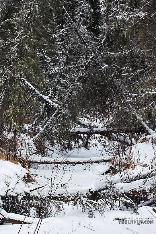 A tangled canopy of fir trees overhangs a small, completely frozen tributary of a grayling stream in central Alaska. From Chena Hot Springs Road in Alaska.